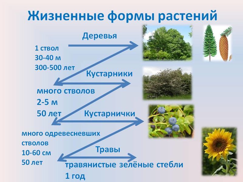Определите жизненные формы растений. Жизненные формы растений таблица. Жизненные формы растений схема. 5 Жизненных форм растений. Жизненные формы растений 6 класс.