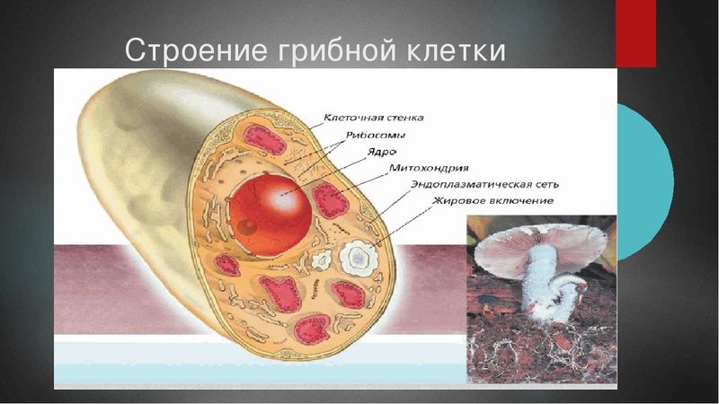 Клетки гриба не имеют ядра. Строение грибной клетки. Схема строения клетки гриба 5 класс. Строение клетки грибов 10 класс. Строение клетки грибов 5 класс биология.
